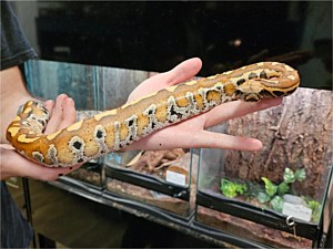 Blood Red Python